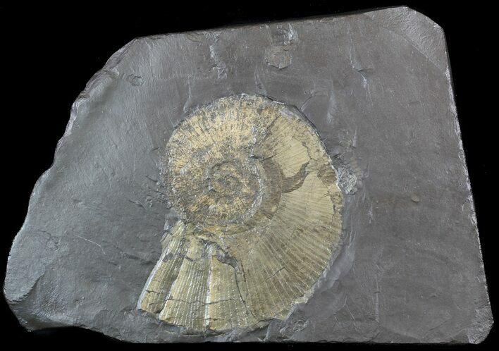 Pyritized Ammonite (Harpoceras) Fossil - Germany #51152